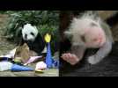 Singapore zoo reveals baby panda's gender on father's birthday