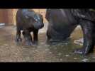 Un bébé hippo au Bioparc