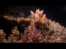 Australie : la Grande Barrière de Corail en pleine reproduction, un événement qualifié d'incroyable