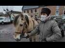 Distribution de sapins par des chevaux à Gommegnies