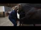 Boves : Séance massage pour les chevaux