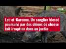 VIDÉO. Lot-et-Garonne. Un sanglier blessé poursuivi par des chiens de chasse fait irruption dans un jardin