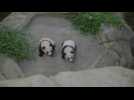 Les bébés pandas du zoo de Beauval font leur première sortie publique