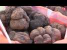 Lot : le traditionnel marché aux truffes de Lalbenque a ouvert ses portes