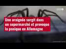 VIDÉO. Une araignée surgit dans un supermarché et provoque la panique en Allemagne