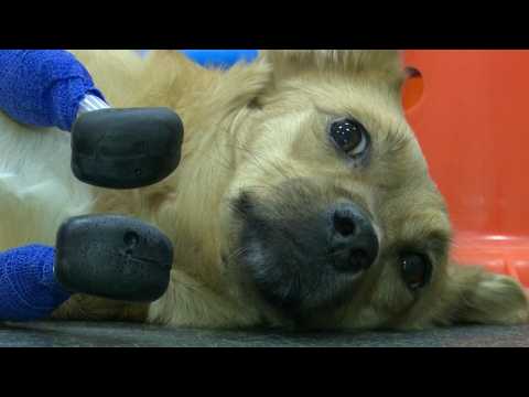 Russian rescue dog back on all fours with titanium paws