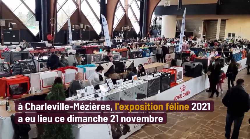 Vidéos : 500 chats pour l'expo féline 2021 de Charleville-Mézières - L