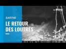 VIDEO. Le retour des loutres en Sarthe