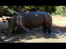 Australie: un rhinocéros prend un bain de boue dans un zoo à Perth