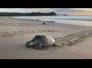 Les tortues de mer du Nicaragua pondent leurs oeufs sur la plage