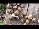 Un élevage d'escargots à Divion