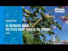 VIDEO. A Nantes, le plus haut dahlia du monde est tombé