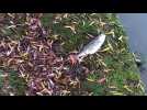 Une inquiétante pollution au parc urbain de Lomme, des dizaines poissons asphyxiés