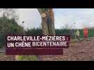 Charleville-Mézières : un chêne bicentenaire abattu