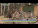 Fin de cavale pour les deux wallabies du zoo de Plaisance-du-Touch