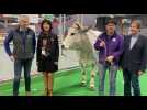 Ariège : Nesquick, la vache gasconne remporte un second prix au salon de l'agriculture