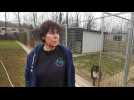 Charleville-Mézières: l'association Lisa débordée par les abandons de molosses