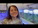 Nancy Trouillard, technicienne d'élevage et de production animale à l'observatoire océanologique de Banyuls-sur-Mer