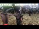 Parrainez les chèvres de La Chev'riotte à Reclinghem