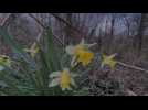 Cueillette des jonquilles sauvages : on fait le point sur ce qu'on peut faire ou pas