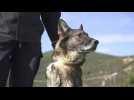 Albania's 'hero' police dogs settle into retirement