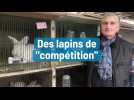 Des lapins de 