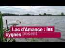 Lac d'Amance : les cygnes posent problème