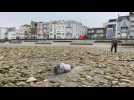 Wimereux : Un bébé phoque rate la marée et reste bloqué sur la plage