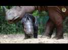 Indonésie: naissance rare d'un rhinocéros de Sumatra