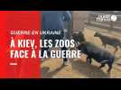 VIDÉO. Guerre en Ukraine : à Kiev, les zoos face à la guerre