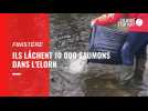 VIDÉO. Ils lâchent 10 000 saumons dans l'Elorn, à Bodilis