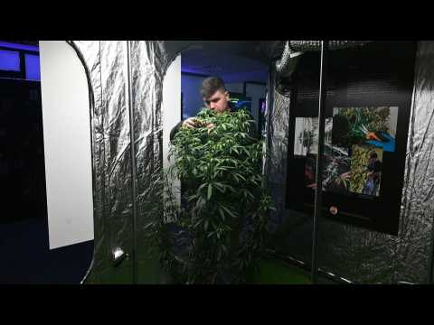 Cannabis museum in Zagreb explores the history of the provocative plant