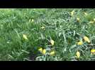 Des tulipes sauvages découvertes à La Gorgue