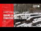 VIDEO. Neige en forêt d'Ecouves : paysage de sports d'hiver dans l'Orne