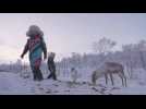 Young Sami return to reindeer herding despite climate fears