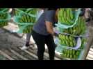 Ecuador banana industry crippled by war in Ukraine