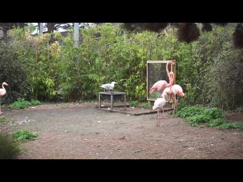 À Fort-Mardyck, Bio-topia œuvre avec ardeur à la préservation animale