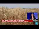 Guerre en Ukraine : les prix du blé et du maïs explosent