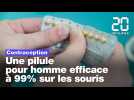 Contraception : Une pilule pour homme efficace à 99% sur les souris
