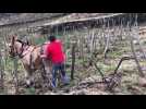 Cevins, Domaine des Ardoisieres: les mules poitevines assurent le desherbage mécaniques