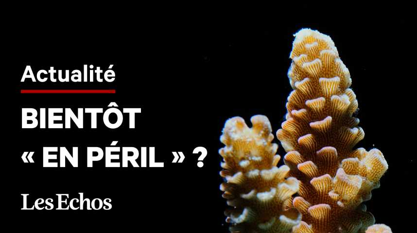 Illustration pour la vidéo Qu'est-ce que le « blanchissement » de la Grande Barrière de corail ?