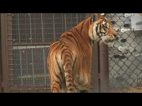 Four former circus tigers from Argentina start new life in South African cat sanctuary