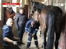 Un stage de maréchalerie tout public au haras de Lamballe