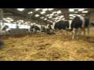 Un éleveur condamné à payer 100.000 euros pour le bruit et l'odeur de ses vaches