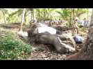 Sri Lanka: l'éléphant le plus sacré du pays est mort à 68 ans