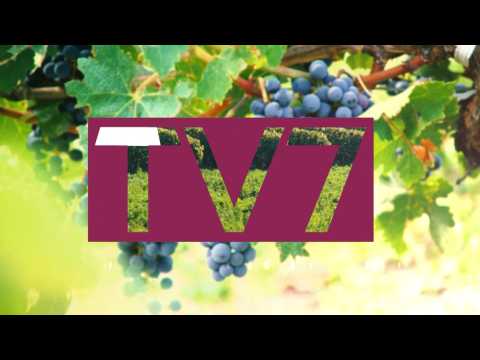 Vino Veritas | La place des femmes dans les métiers du vin