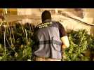 Raid against marijuana cultivation with 1,727 plants intervened south of Spain