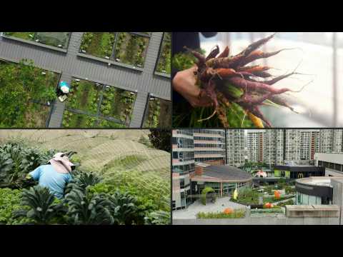 Cities growing green: Hong Kong's urban farms sprout gardens in the sky