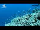 UNESCO declares Australia's Great Barrier Reef not 'in danger'