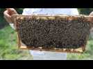 Guatemala's beekeeping subsists despite climate crisis